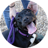 Dog excited to go for a walk