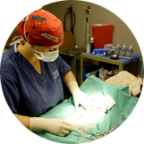 Veterinarian performing surgery