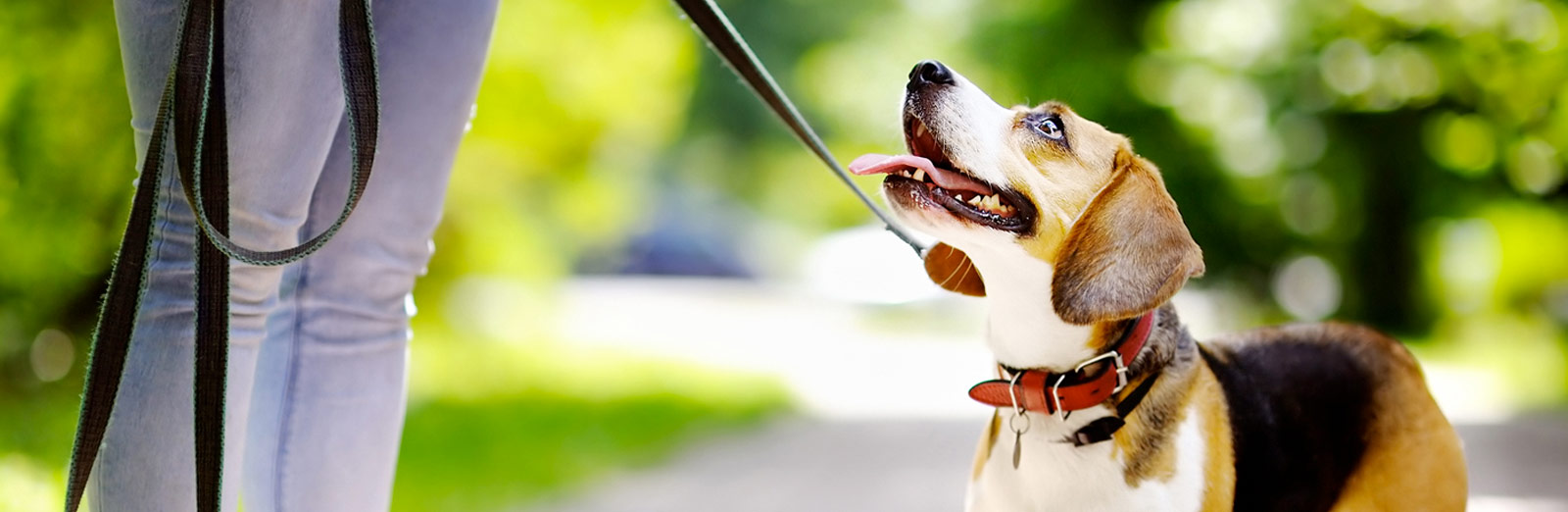 Image of a dog going for a walk