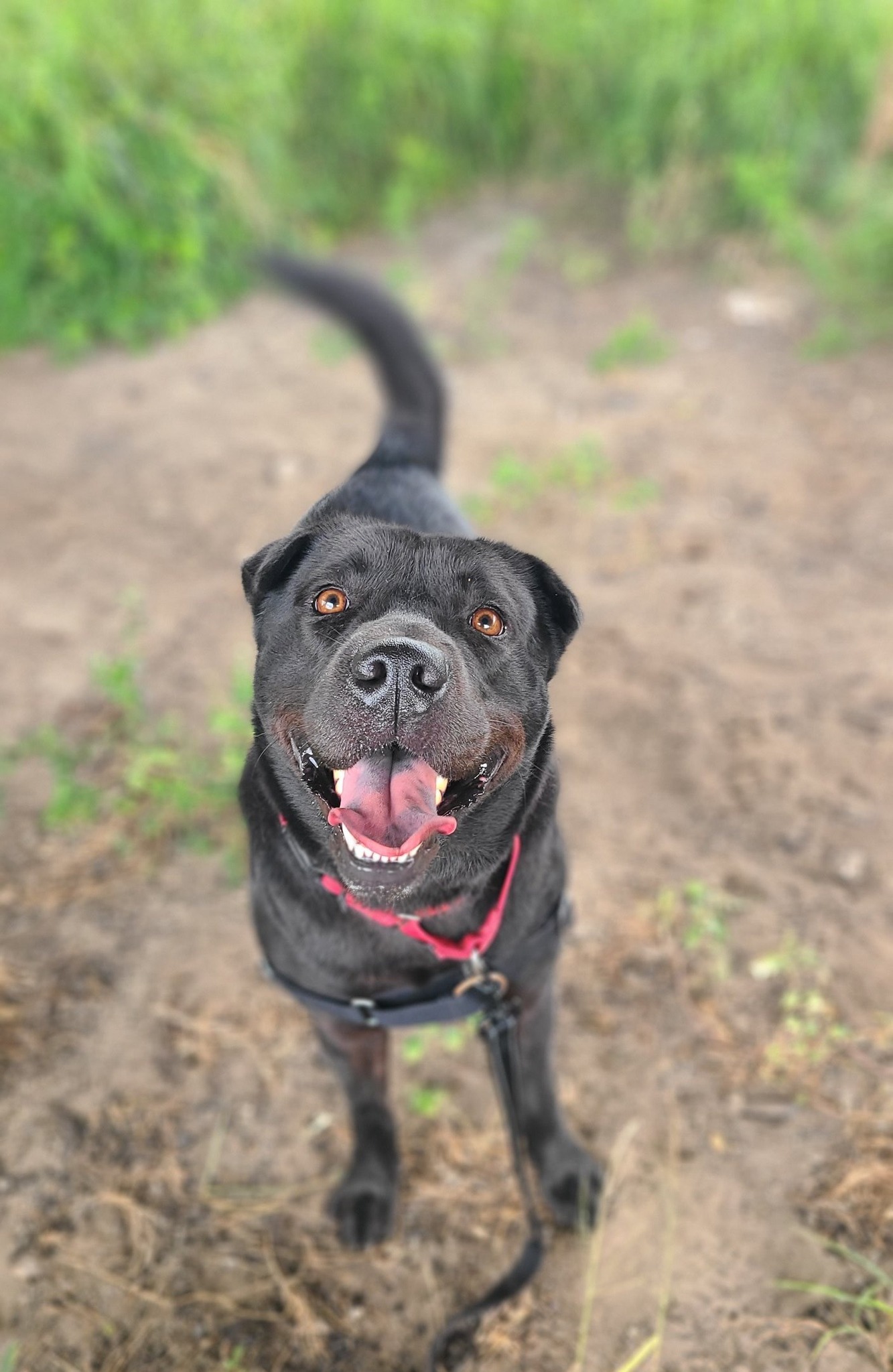 A happy dog photo naemd Cowboy Caviar