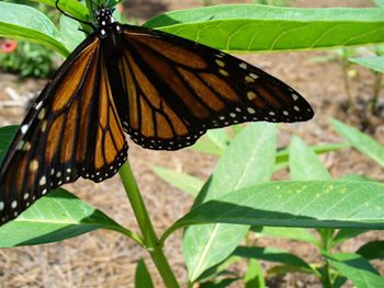 Sal Taylor Castaway Monarch