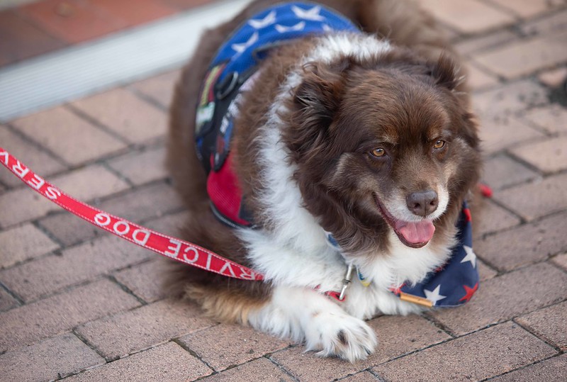 A dog sitting during the Purple Heart Ceremony 2026