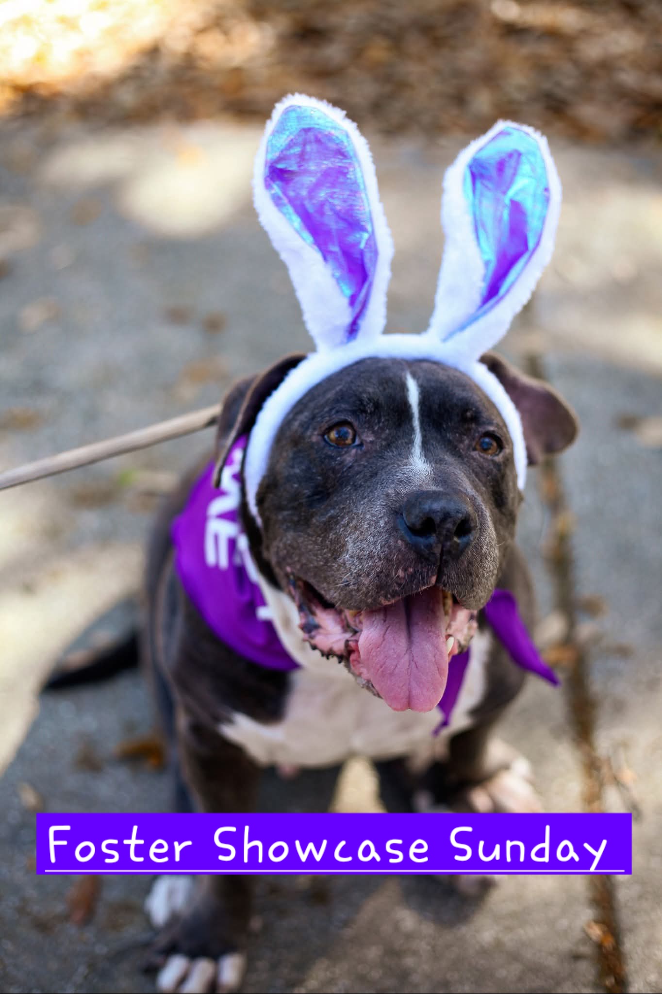 foster showcase