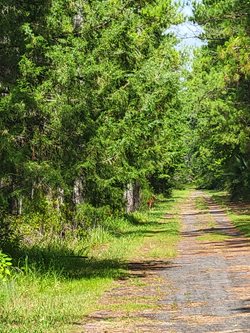 Cecil-field-conservation-corridor-deer-(5).jpg Cecil-field-conservation-corridor-deer-(5).jpg