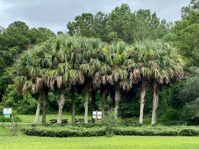 Sabal Palm