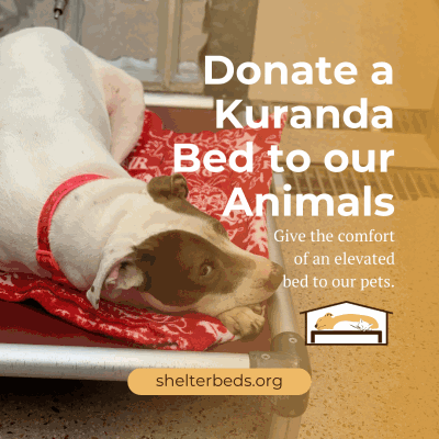 image-bank-donate-to-us.png dog lying on a kuranda bed