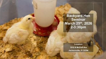 Backyard Hen seminar March 25th, 2026, 2-3:30pm location 1010 N McDuff Ave Jacksonville FL 32254