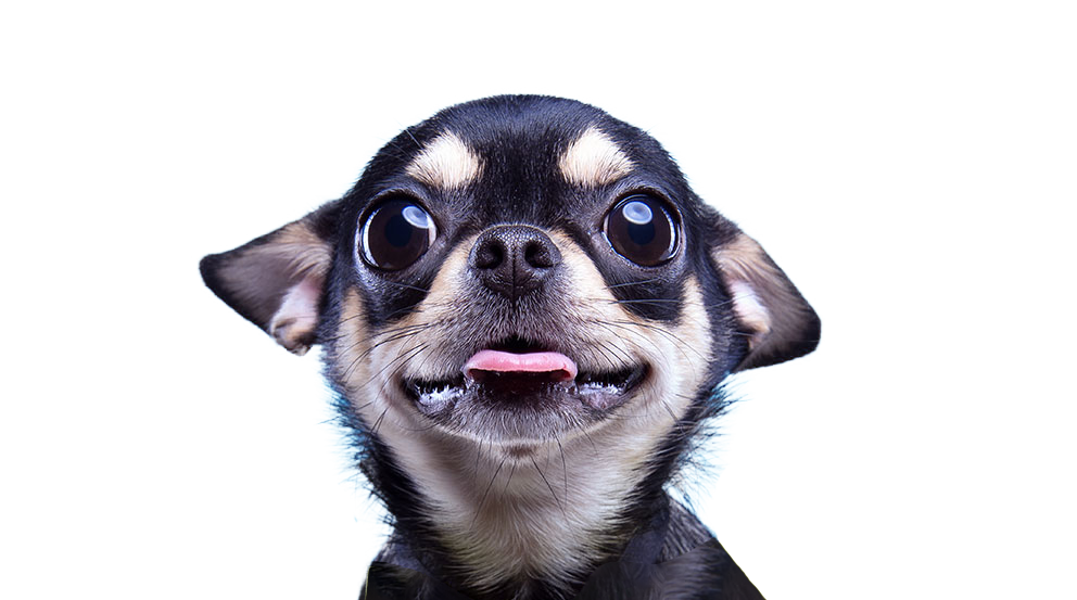 Dashboard Help Deliz Dog Dashboard Help Deliz Dog