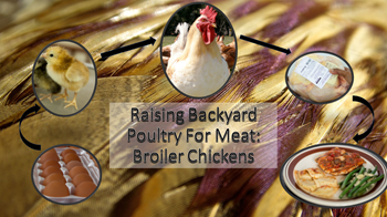 Raising backyard poultry for meat broiler chickens