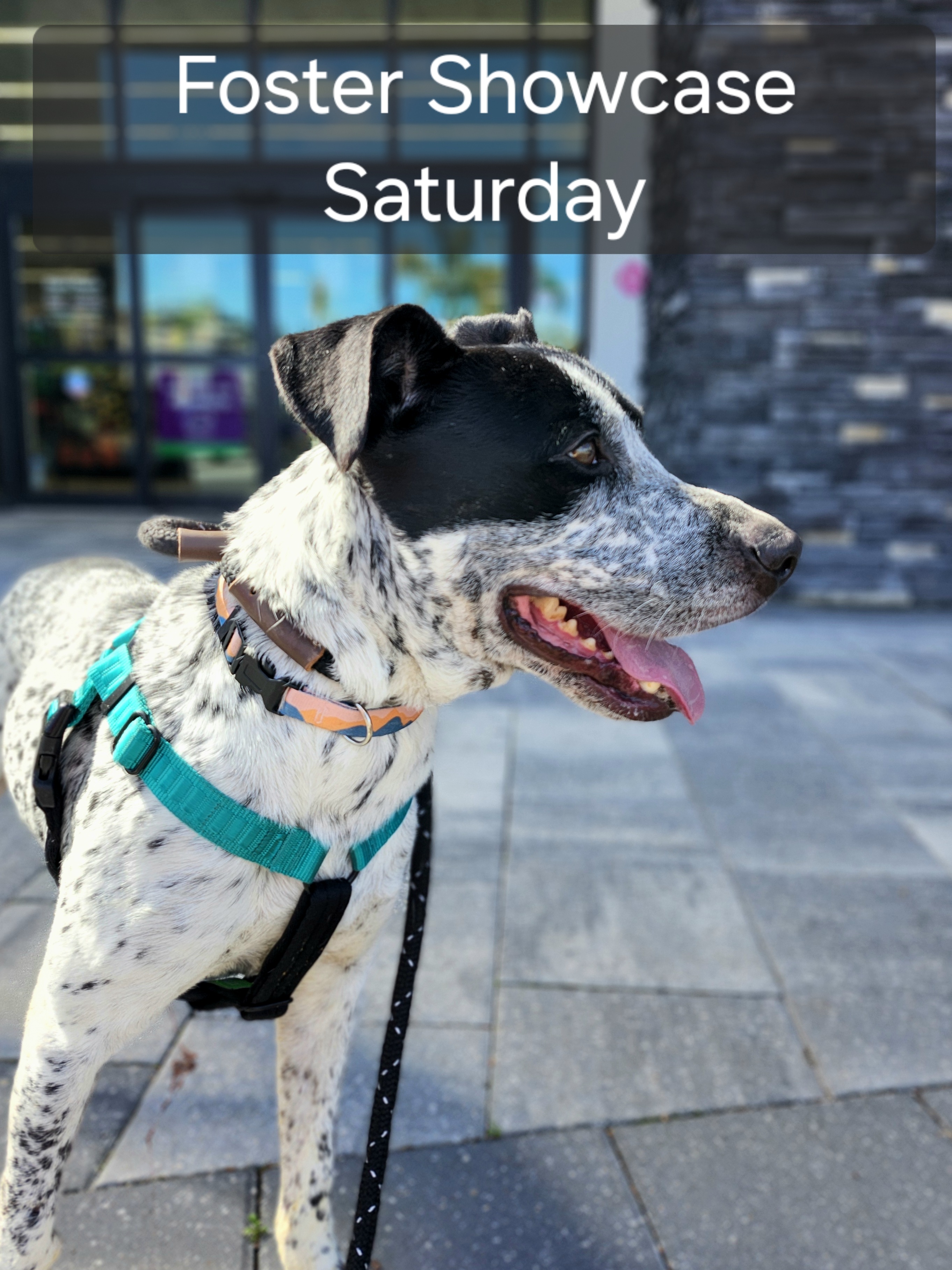 foster showcase Saturday