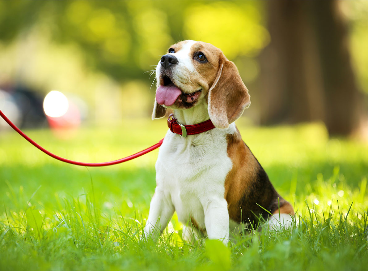 Dog on a leash