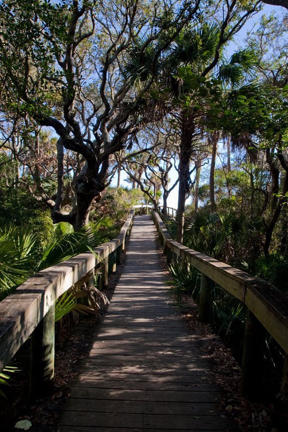 Trees along a hiking trail in Jacksonville's Hanna Park