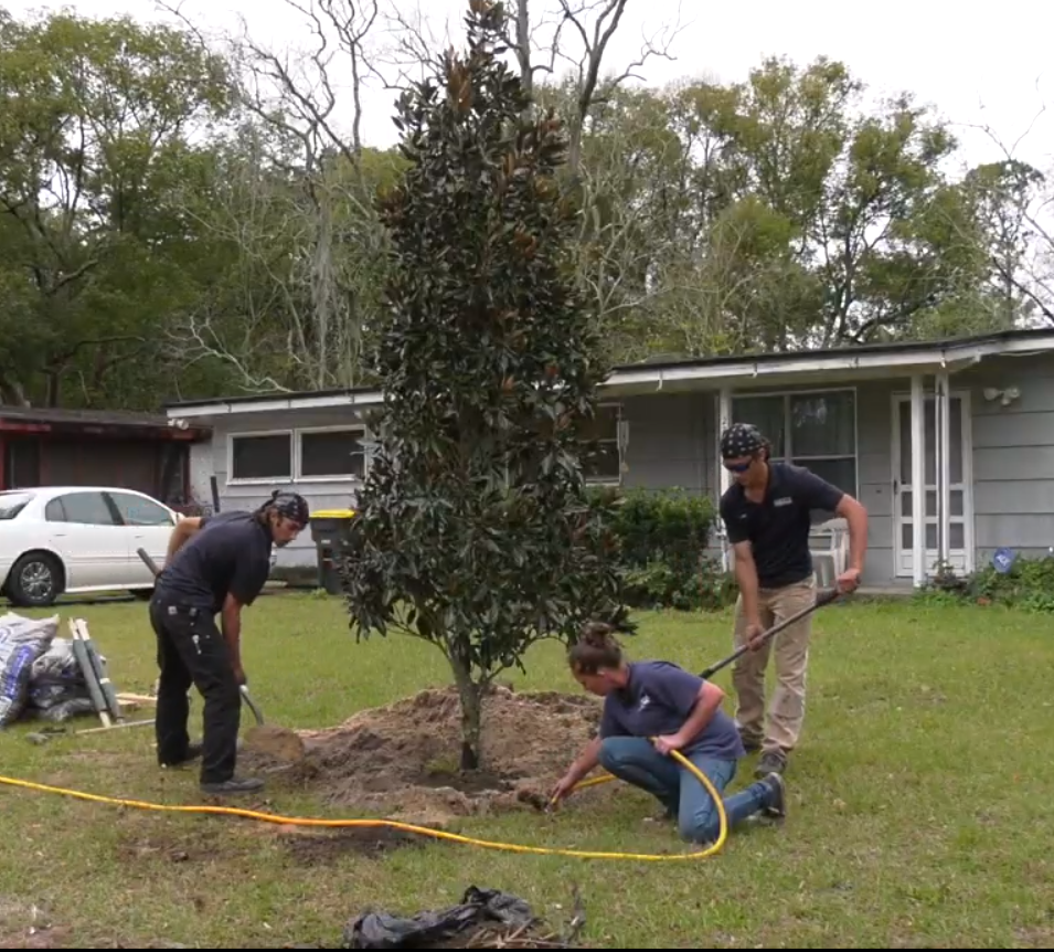 Tree being planted by city contractor