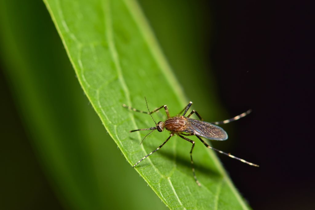 mosquito on green leaf