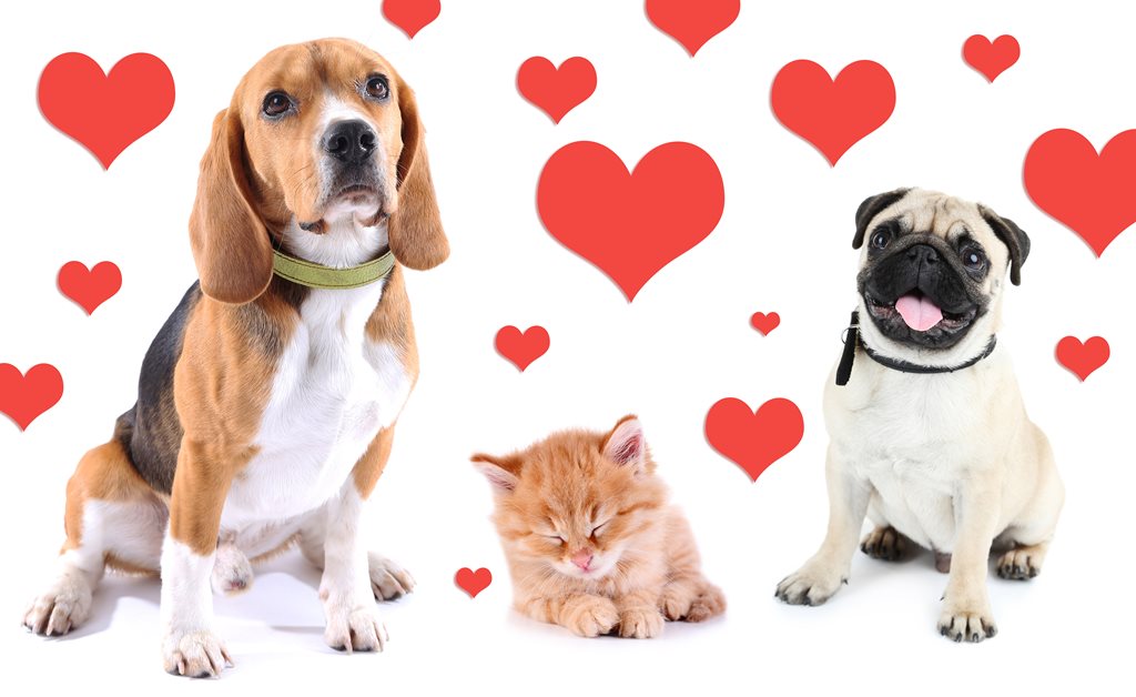 Dog and cat with red hearts