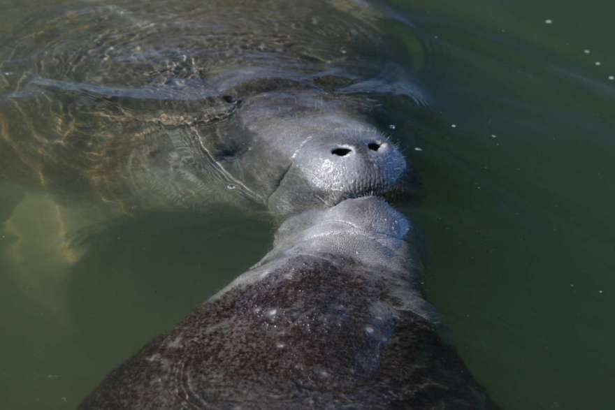 Two manatees