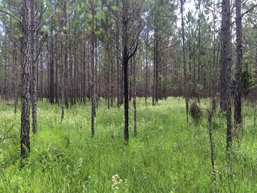 Julington-Durbin Creek Preserve