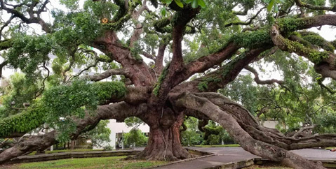 The Treaty Oak