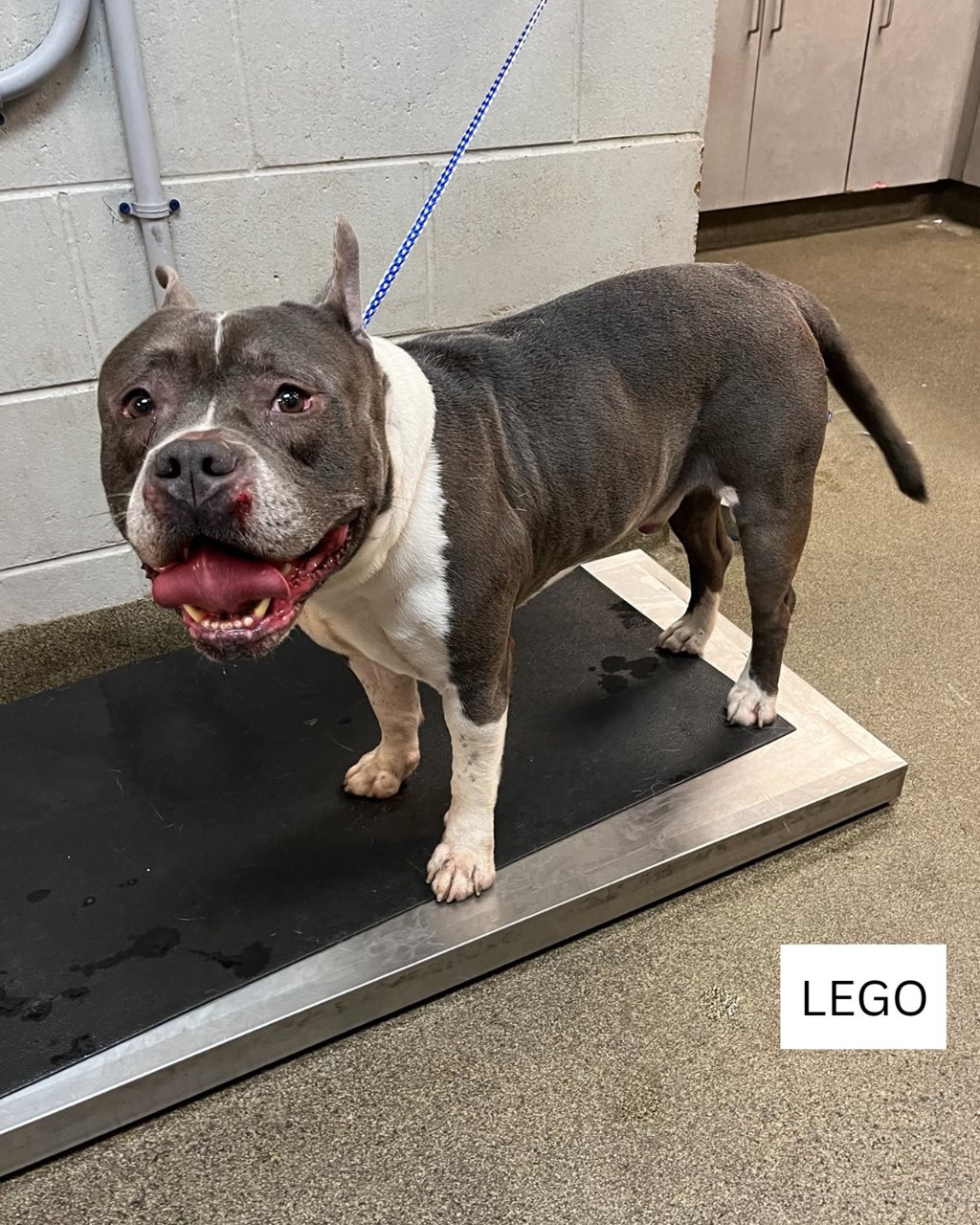 Bully breed dog