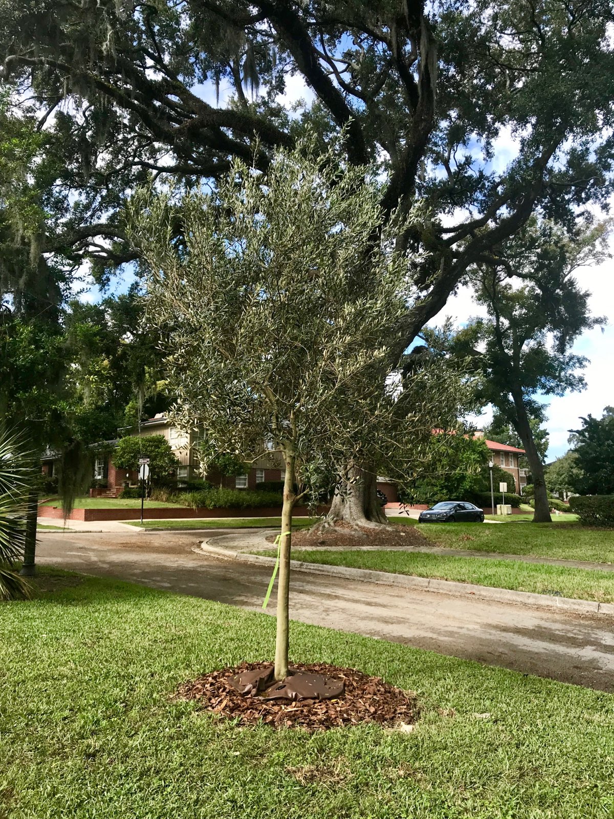 The tree of the month of June is the Olive tree, Olea europaea.