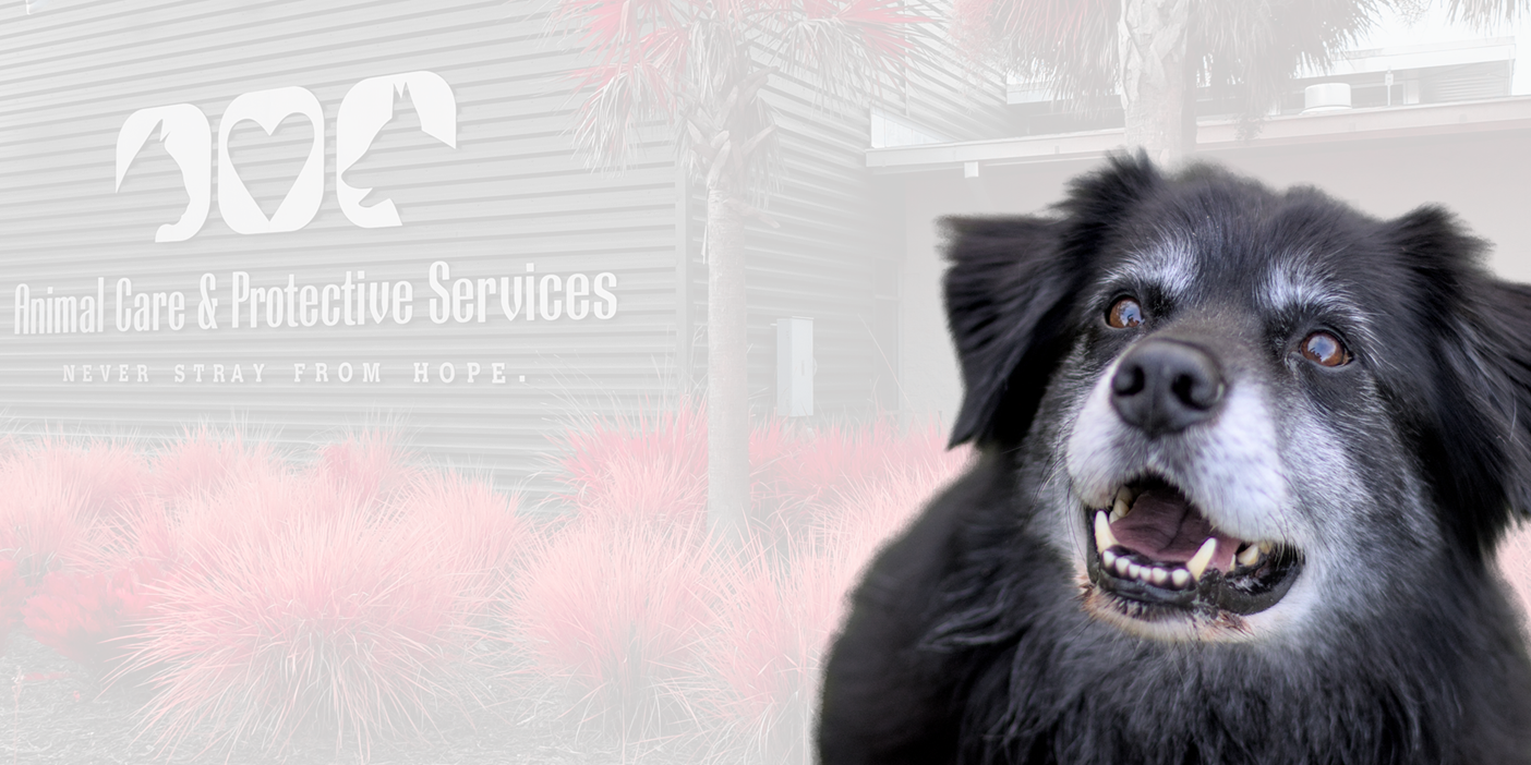 An animal you can adopt today