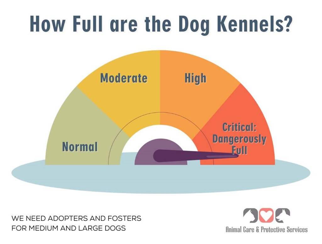 shelter critical capacity graphic