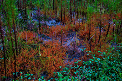 Cecil Field Conservation Corridor