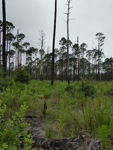 Jennings State Forest