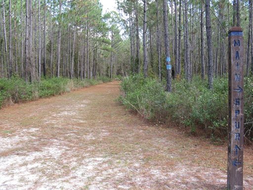 Sal Taylor Creek Preserve