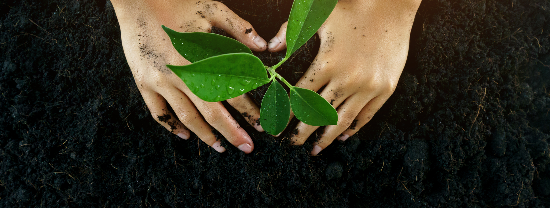 Hands planting tree