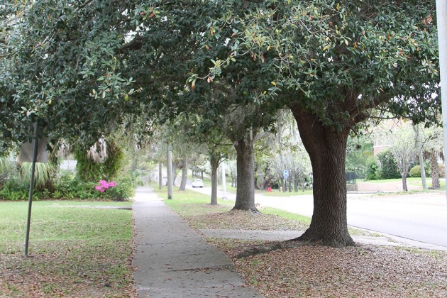 City Council passes appropriation bill to begin tree planting project in historic district 