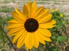 beach_sunflower2-(1).jpg