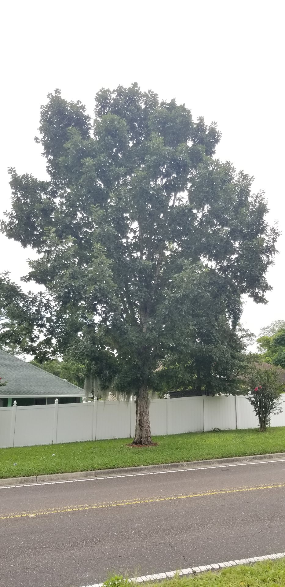 Swamp Chestnut Oak