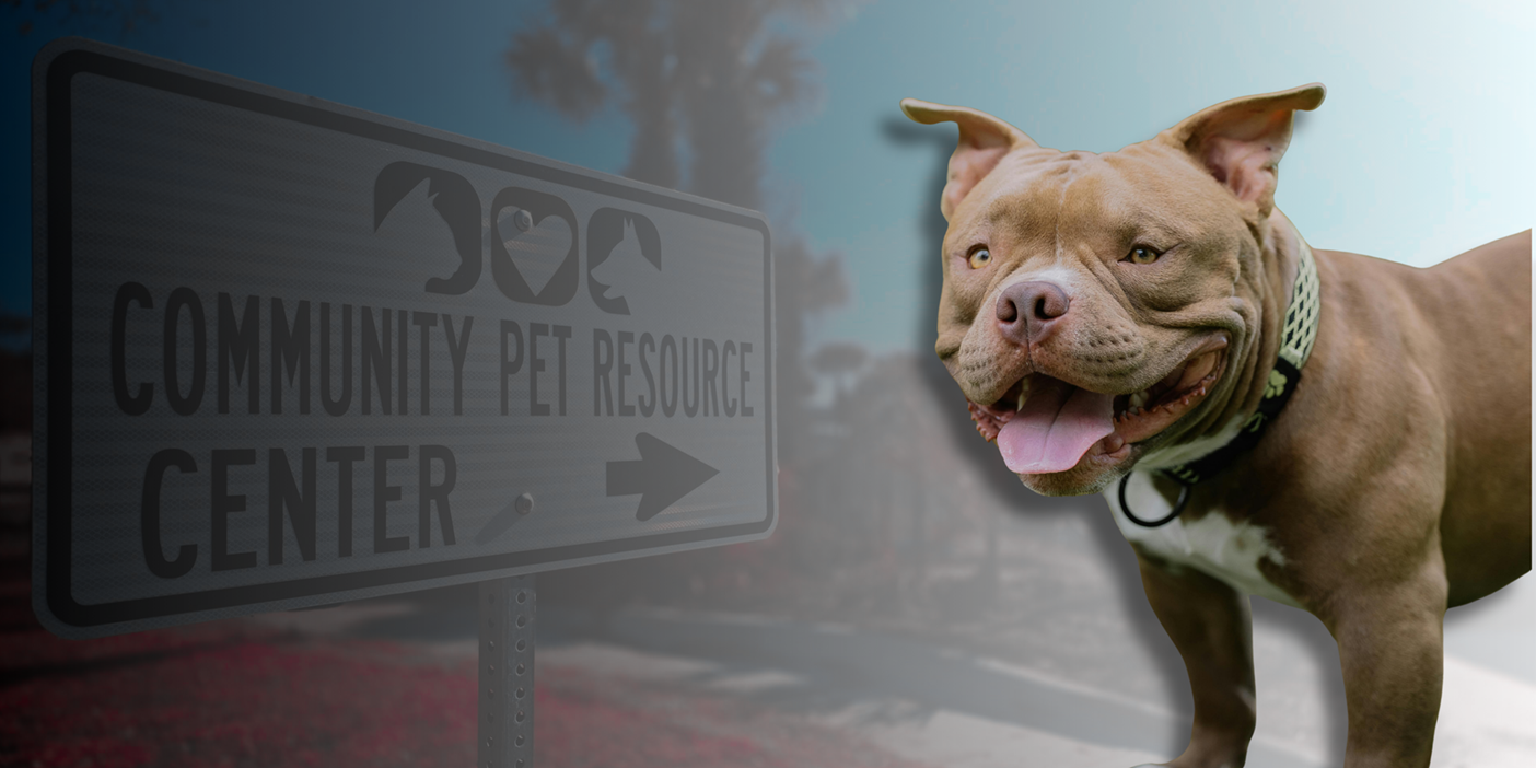 Lost or Found Header Photo of black dog