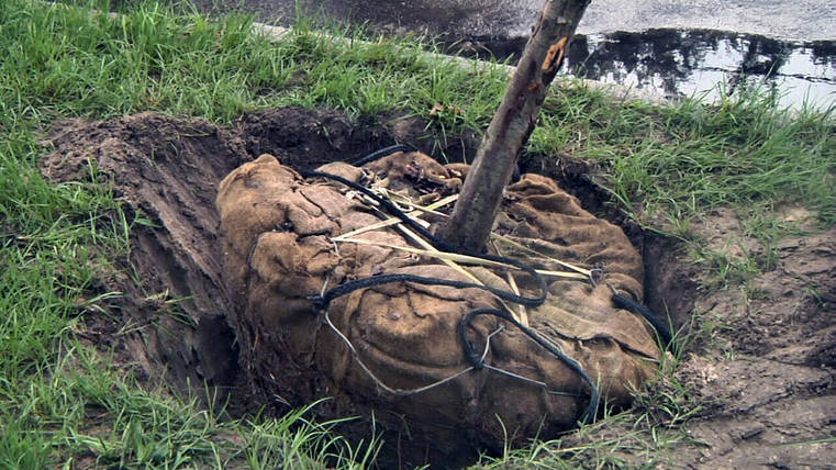 Tree being planted