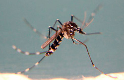 Aedes albopictus (Asian Tiger Mosquito)