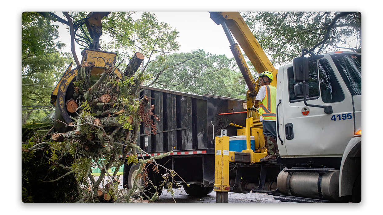 Tree debri clean up after hurricane