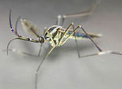 Toxorhynchities species (Cannibal Mosquito)