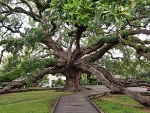 OLDEST OAK JACKSONVILLE
