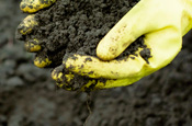 Gloved hand in soil
