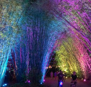 ZOOlights