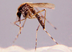 Aedes sollicitans (Golden Salt Marsh Mosquito)
