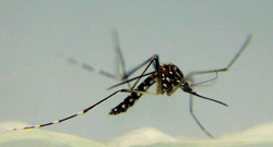 Yellow Fever Mosquito