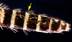 Banding on abdomen of Aedes taeniorhynchus