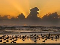 Birds at sunset in Huguenot Park