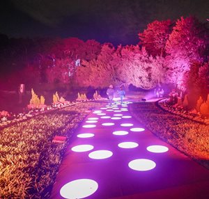 DAZZLING LIGHTS