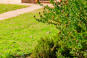 Lush lawn with bushes