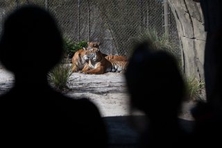 Photo of a two tigers, laying in the sunshine, in the Land of the Tiger exhibit at the Zoo.