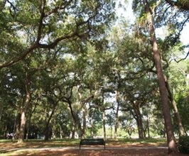 TREES JACKSONVILLE