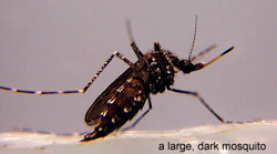 Psorophora columbiae (Black Gallinipper)